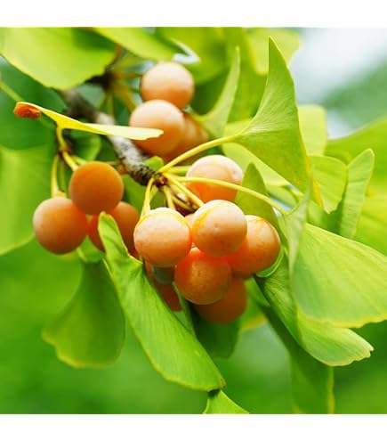 Amazon｜斑入りイチョウ 銀杏 イチョウ 植物 盆栽 山野草｜観葉植物